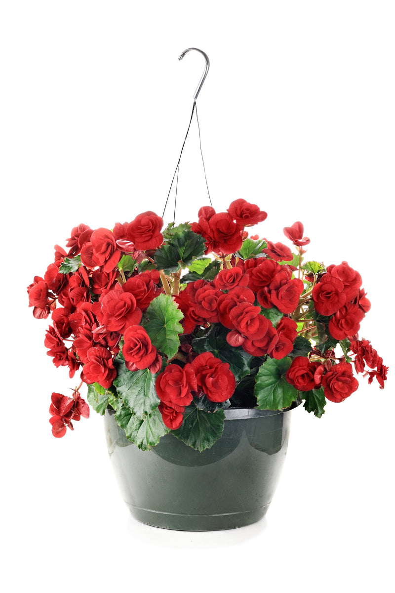 10 MIXED DOUBLE BEGONIA Tuberosa Tuberous Begonia Red Pink White Yellow Orange Shade Flower Seeds