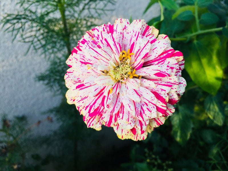 150 PEPPERMINT STICK ZINNIA Mix Mixed Colors Red Stripe Elegans Flower Seeds