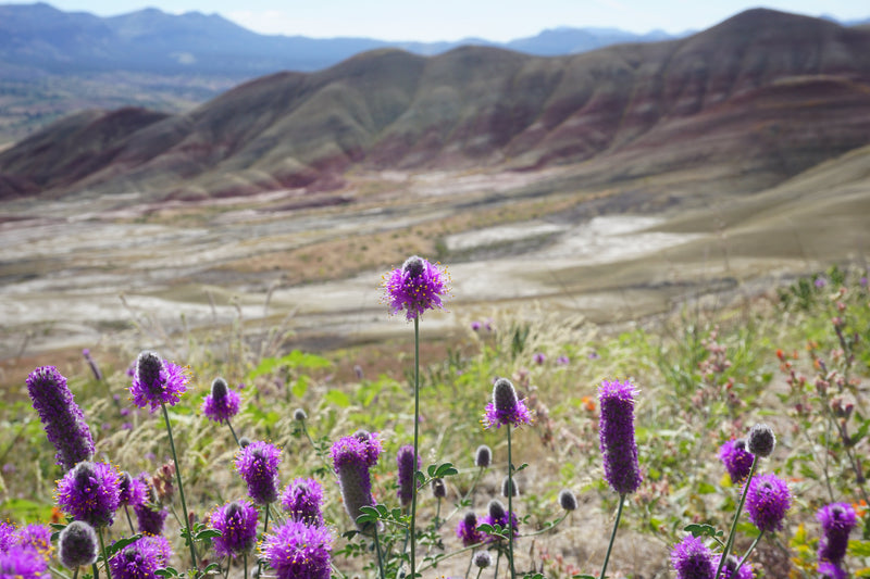 700 PURPLE PRAIRIE CLOVER Dalea Purpurea Flower Seeds