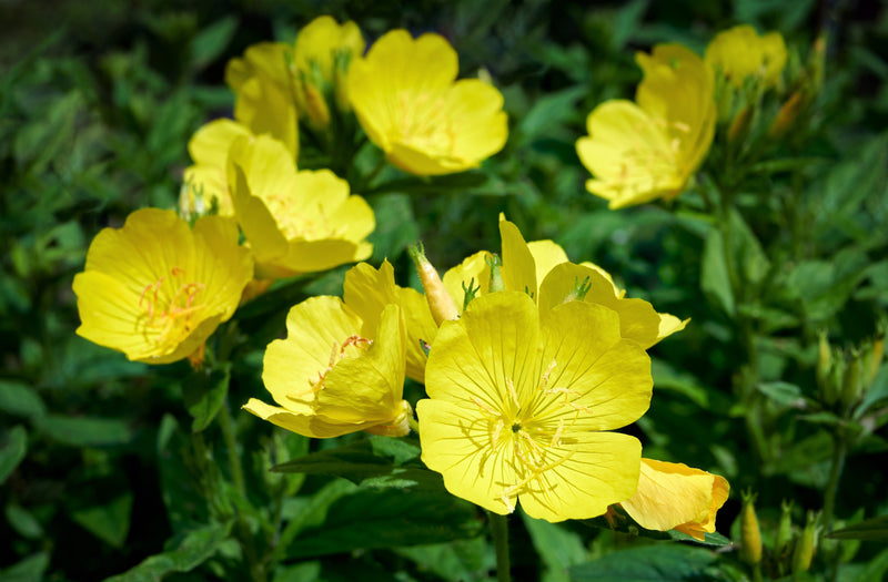 150 DWARF EVENING PRIMROSE ( Missouri Primrose / Ozark Sundrops ) Oenothera Macrocarpa syn. Missouriensis Native Yellow Flower Seeds