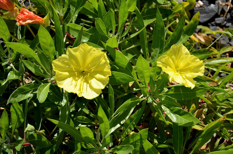 150 DWARF EVENING PRIMROSE ( Missouri Primrose / Ozark Sundrops ) Oenothera Macrocarpa syn. Missouriensis Native Yellow Flower Seeds