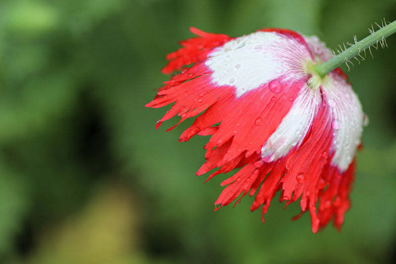 500 DANISH FLAG POPPY Red & White Queens Poppy Papaver Somniferum Danebrog Flower Seeds