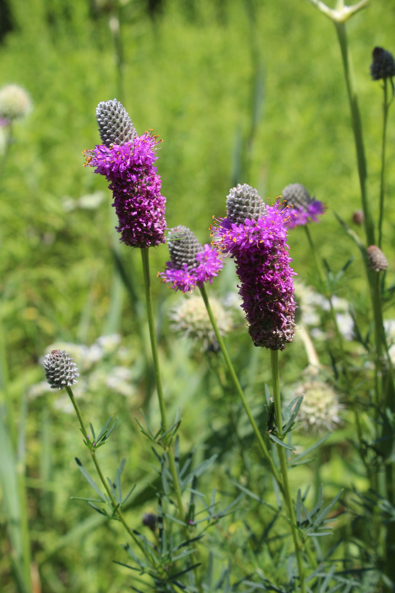 700 PURPLE PRAIRIE CLOVER Dalea Purpurea Flower Seeds