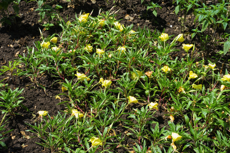 150 DWARF EVENING PRIMROSE ( Missouri Primrose / Ozark Sundrops ) Oenothera Macrocarpa syn. Missouriensis Native Yellow Flower Seeds
