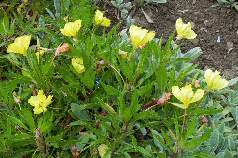 150 DWARF EVENING PRIMROSE ( Missouri Primrose / Ozark Sundrops ) Oenothera Macrocarpa syn. Missouriensis Native Yellow Flower Seeds