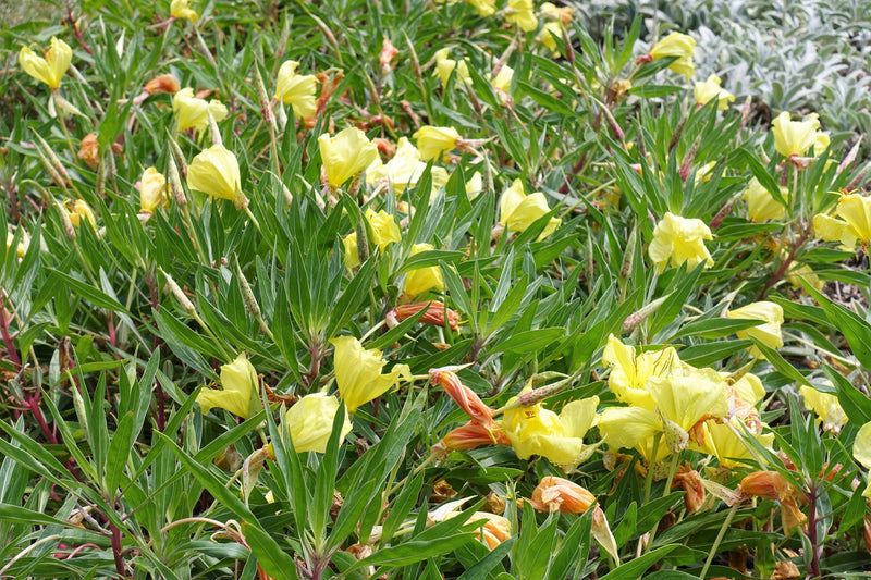 150 DWARF EVENING PRIMROSE ( Missouri Primrose / Ozark Sundrops ) Oenothera Macrocarpa syn. Missouriensis Native Yellow Flower Seeds