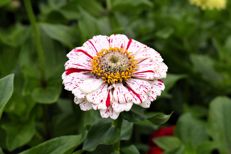 150 PEPPERMINT STICK ZINNIA Mix Mixed Colors Red Stripe Elegans Flower Seeds