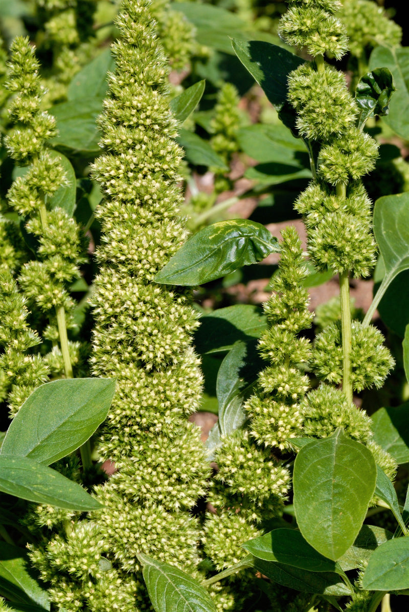 200 GREEN THUMB AMARANTHUS Hypochondriacus Prince’s Feather Amaranth Flower Seeds