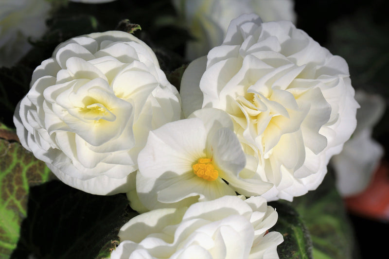 10 MIXED DOUBLE BEGONIA Tuberosa Tuberous Begonia Red Pink White Yellow Orange Shade Flower Seeds