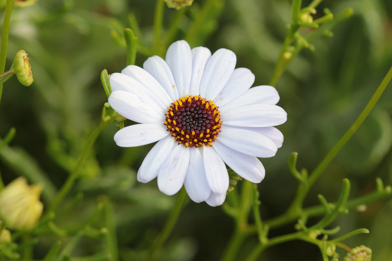 200 White SWAN RIVER DAISY Brachyscome Iberidifolia Flower Seeds