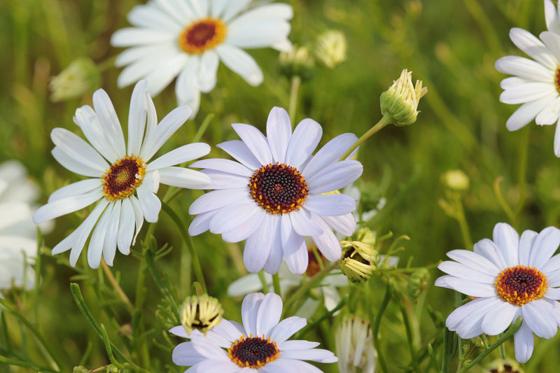 200 White SWAN RIVER DAISY Brachyscome Iberidifolia Flower Seeds