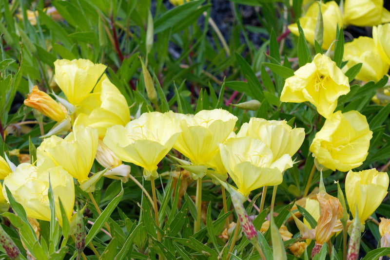 150 DWARF EVENING PRIMROSE ( Missouri Primrose / Ozark Sundrops ) Oenothera Macrocarpa syn. Missouriensis Native Yellow Flower Seeds