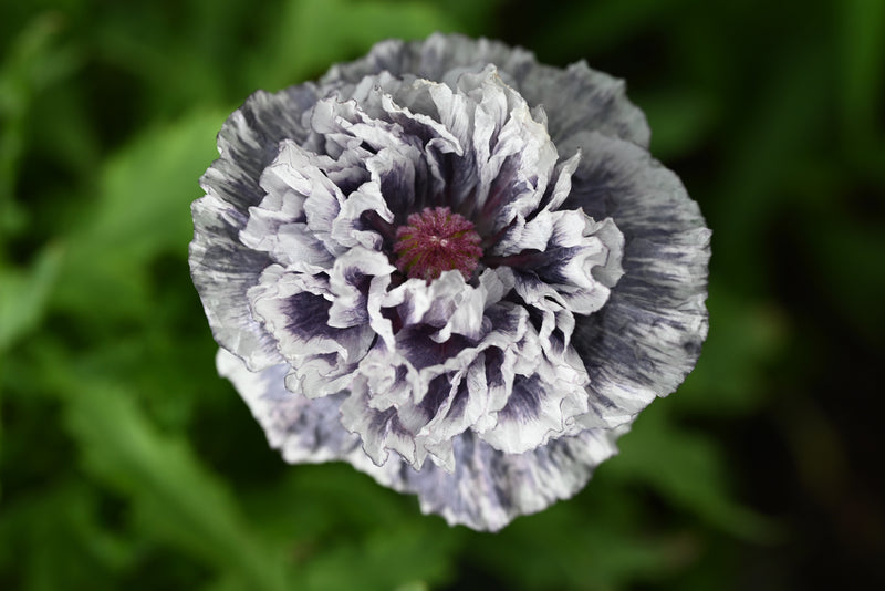 50 Organic AMAZING GREY POPPY Papaver Rhoeas Silvery Gray Flower Seeds