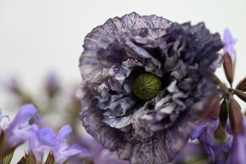 50 Organic AMAZING GREY POPPY Papaver Rhoeas Silvery Gray Flower Seeds