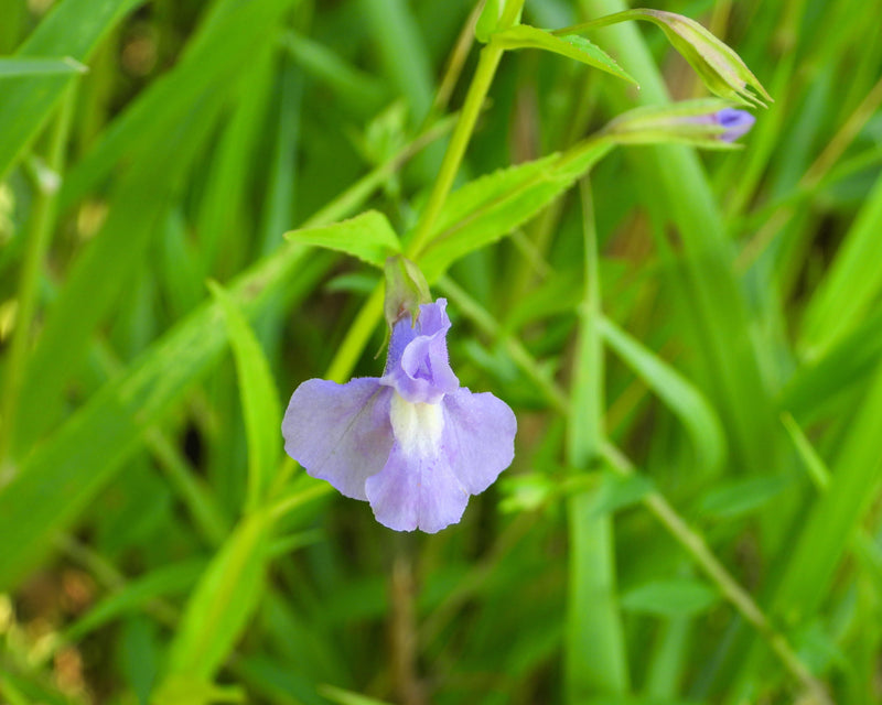 250 PURPLE MONKEY FLOWER Mimulus Ringens Seeds