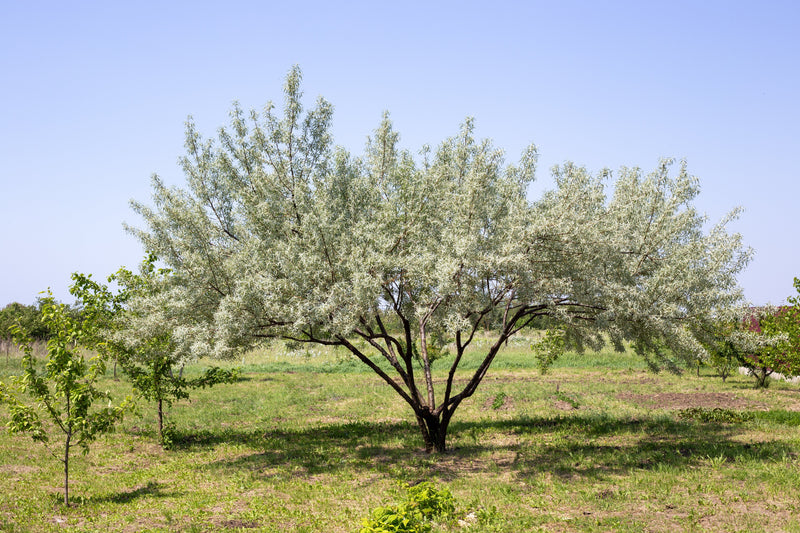10 AMERICAN SILVERBERRY Elaeagnus Commutata aka Wolf Willow Wolfberry Wild Olive Berry Fruit Shrub Seeds