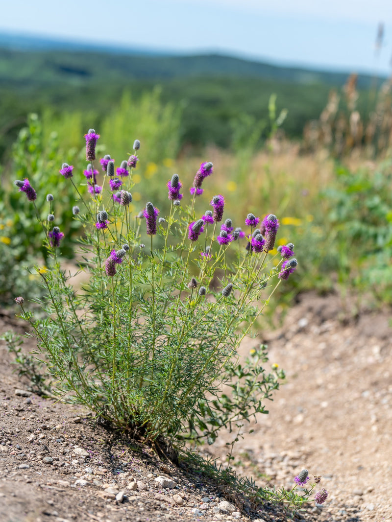 700 PURPLE PRAIRIE CLOVER Dalea Purpurea Flower Seeds