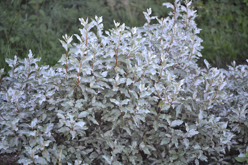 10 AMERICAN SILVERBERRY Elaeagnus Commutata aka Wolf Willow Wolfberry Wild Olive Berry Fruit Shrub Seeds