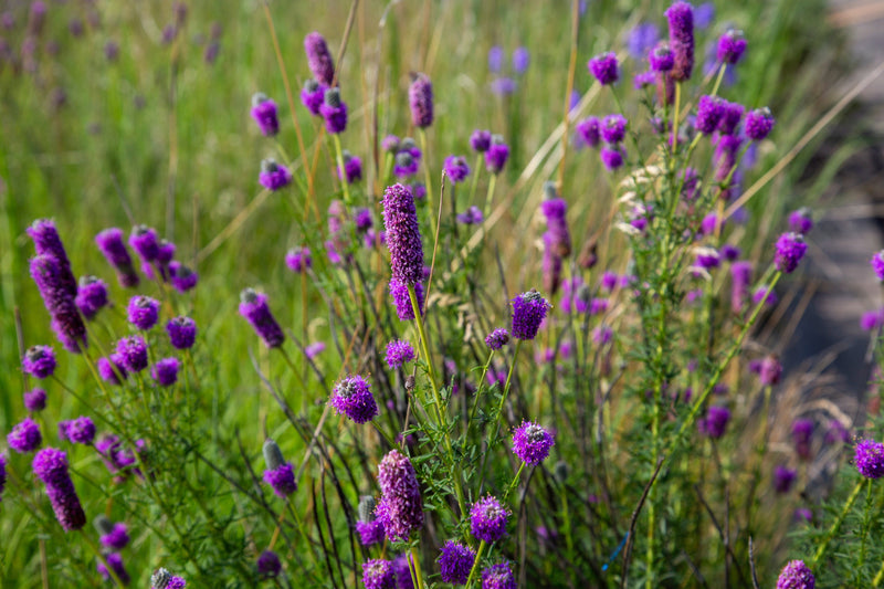 700 PURPLE PRAIRIE CLOVER Dalea Purpurea Flower Seeds