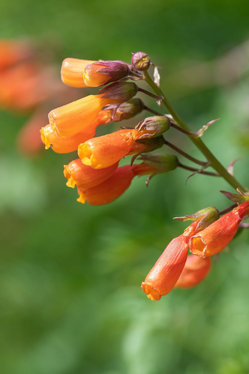 40 CHILEAN GLORY VINE Eccremocarpus Scaber Flower Seeds