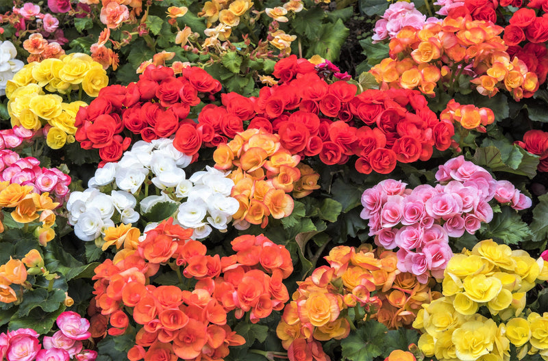 10 MIXED DOUBLE BEGONIA Tuberosa Tuberous Begonia Red Pink White Yellow Orange Shade Flower Seeds
