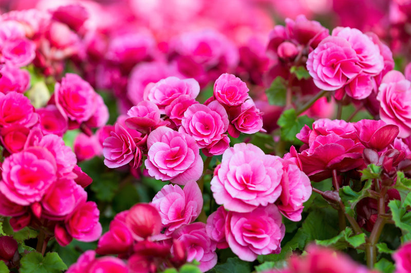 10 MIXED DOUBLE BEGONIA Tuberosa Tuberous Begonia Red Pink White Yellow Orange Shade Flower Seeds