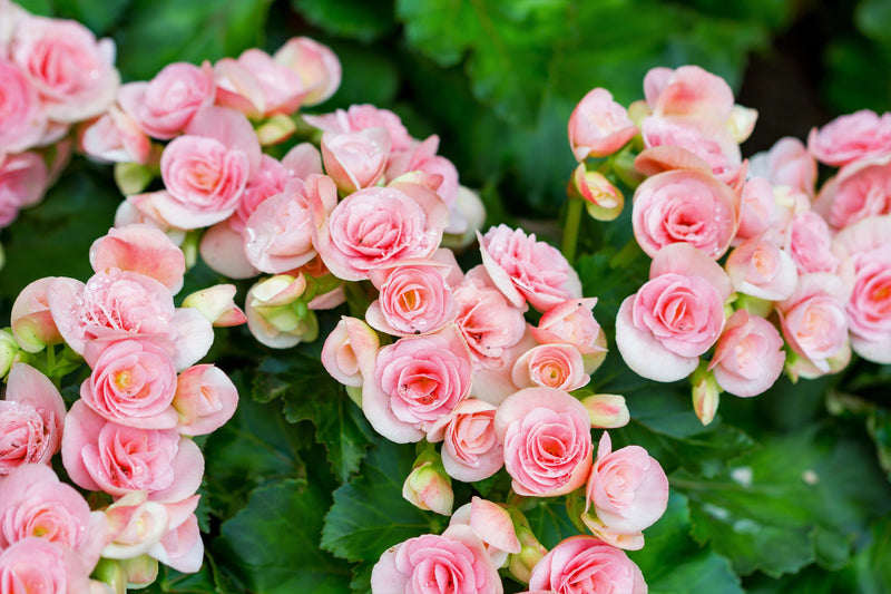10 MIXED DOUBLE BEGONIA Tuberosa Tuberous Begonia Red Pink White Yellow Orange Shade Flower Seeds