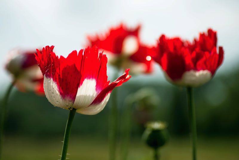 500 DANISH FLAG POPPY Red & White Queens Poppy Papaver Somniferum Danebrog Flower Seeds