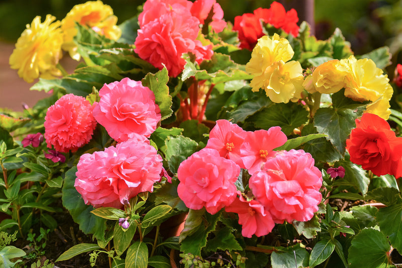 10 MIXED DOUBLE BEGONIA Tuberosa Tuberous Begonia Red Pink White Yellow Orange Shade Flower Seeds