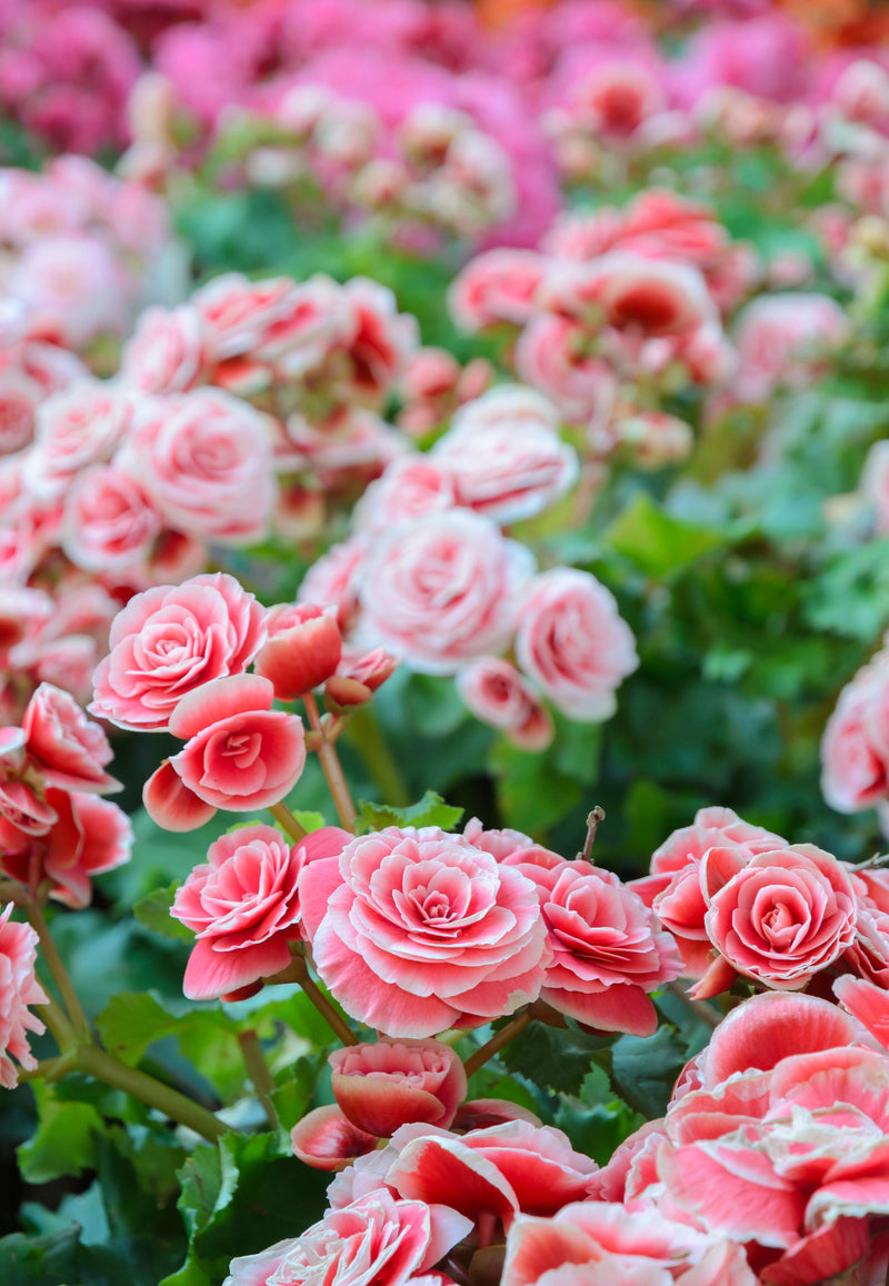 10 MIXED DOUBLE BEGONIA Tuberosa Tuberous Begonia Red Pink White Yellow Orange Shade Flower Seeds