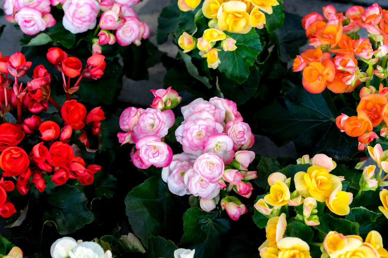 10 MIXED DOUBLE BEGONIA Tuberosa Tuberous Begonia Red Pink White Yellow Orange Shade Flower Seeds