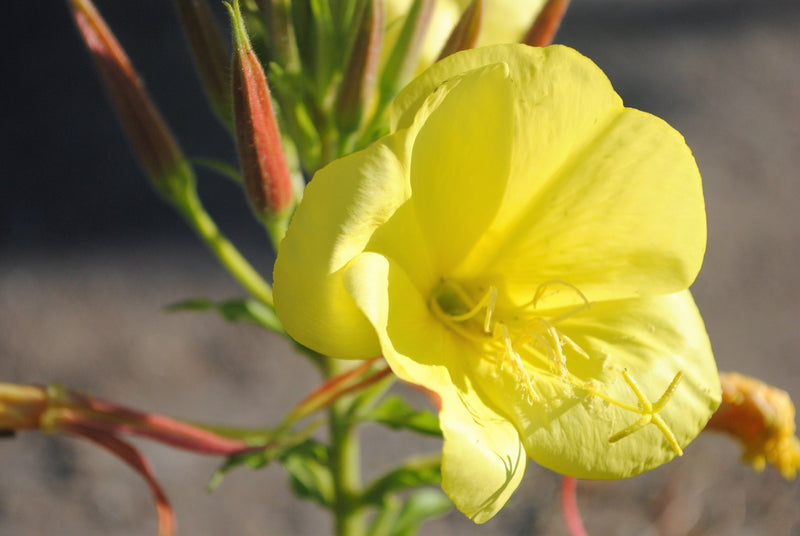 150 DWARF EVENING PRIMROSE ( Missouri Primrose / Ozark Sundrops ) Oenothera Macrocarpa syn. Missouriensis Native Yellow Flower Seeds