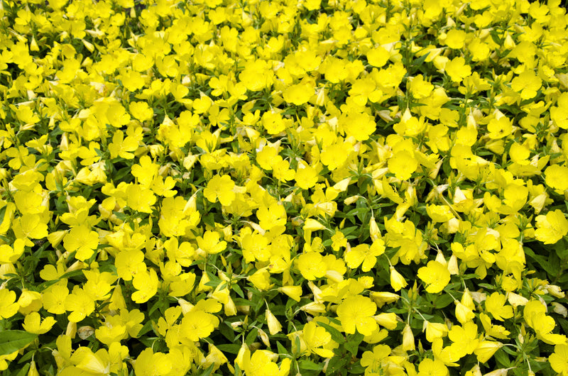 150 DWARF EVENING PRIMROSE ( Missouri Primrose / Ozark Sundrops ) Oenothera Macrocarpa syn. Missouriensis Native Yellow Flower Seeds