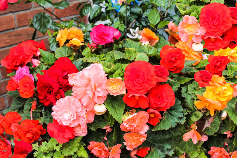 10 MIXED DOUBLE BEGONIA Tuberosa Tuberous Begonia Red Pink White Yellow Orange Shade Flower Seeds