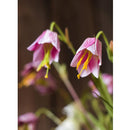 Faux Silk Fritillaries Lily Flower Stem in Pink or Purple 26" Tall