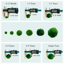 Marimo Moss Balls For Aquarium 2-3 Year 3-4cm Moss Balls: 5/10/20/50PCS Kokedama Japanese Algae Ball Wholesale