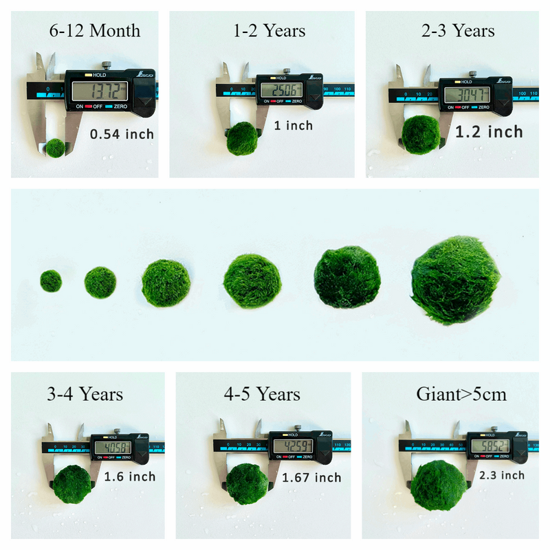Marimo Moss Balls For Aquarium 3 Month 0.5-0.8cm Marimo Moss Balls: 5/10/20/50PCS Kokedama Japanese Algae Ball Wholesale