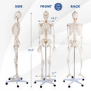 Medical School Human Anatomy Class Life-size Skeleton Model by LJGDeals