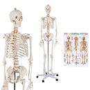 Medical School Human Anatomy Class Life-size Skeleton Model by LJGDeals