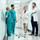 Medical School Human Anatomy Class Life-size Skeleton Model by LJGDeals