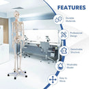 Medical School Human Anatomy Class Life-size Skeleton Model by LJGDeals