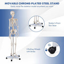 Medical School Human Anatomy Class Life-size Skeleton Model by LJGDeals