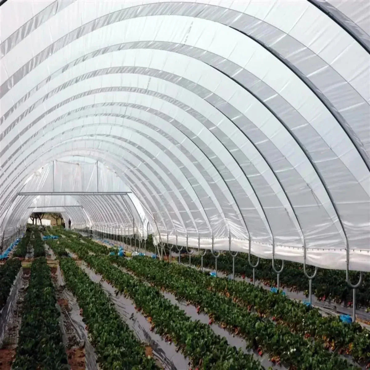 Bootstrap Farmer Greenhouse Woven Plastic 8 mil- Solarig 156, photo 6 of 9