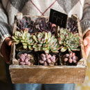 Square Solid Wood Table Box Set of 3