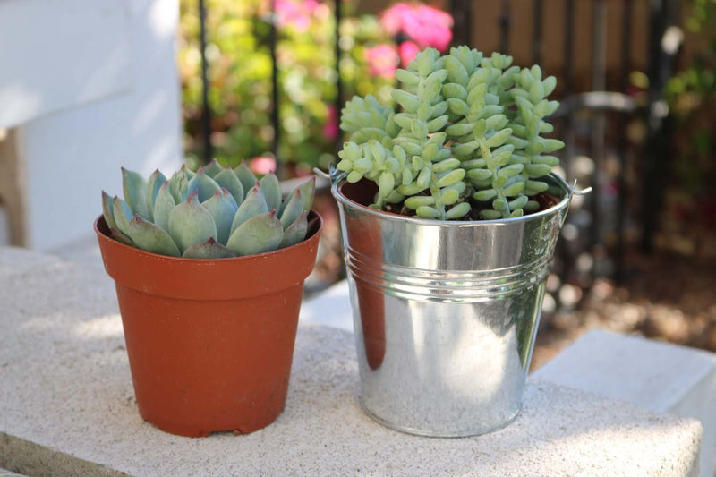 4" Rosette Succulent