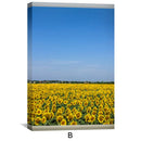 Sunflower Fields Canvas