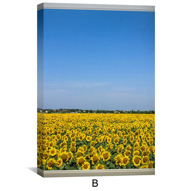 Sunflower Fields Canvas