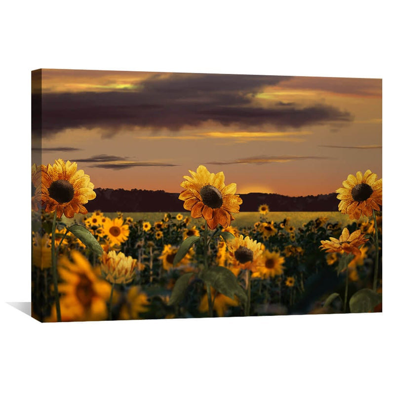 Sunflower Meadow Canvas