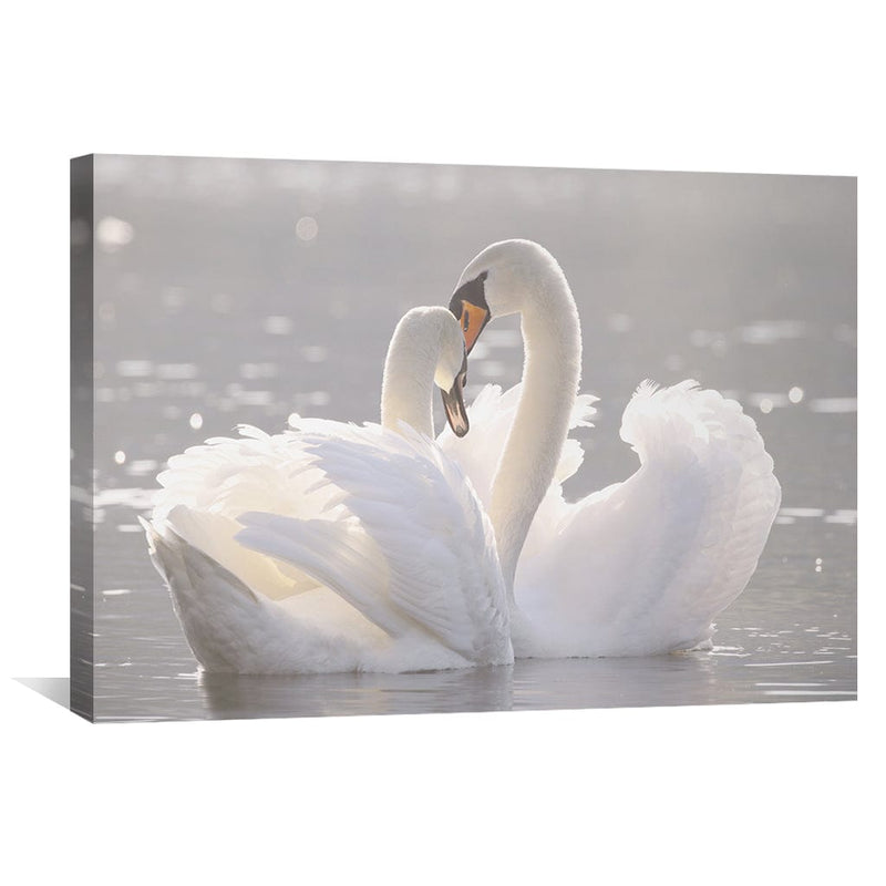 Swan Heart Canvas