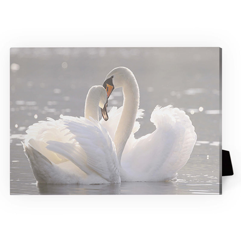 Swan Heart Desktop Canvas